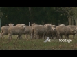 Sheep Group With Bird 735